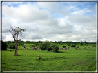 foto Parco nazionale del Chobe